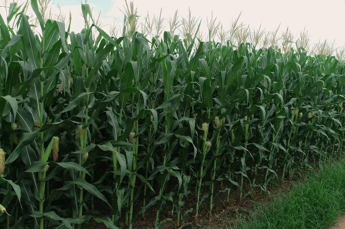 Área plantada de milho deve crescer 60% em MT até 2034